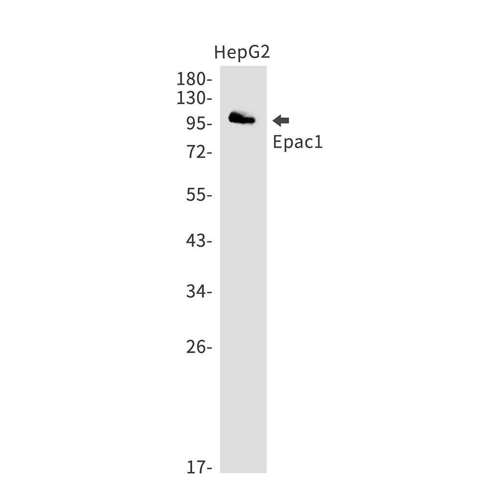 Epac1 Rabbit mAb