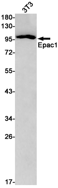 Epac1 Rabbit mAb