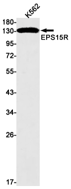 EPS15R Rabbit mAb