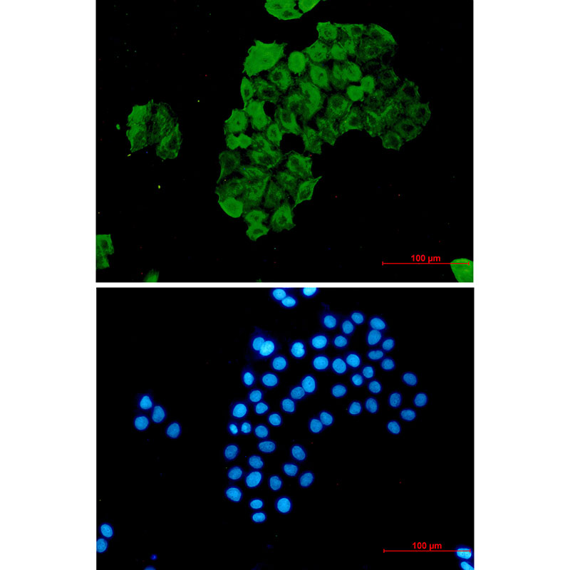 FKBP52 Rabbit mAb