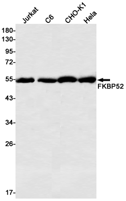 FKBP52 Rabbit mAb