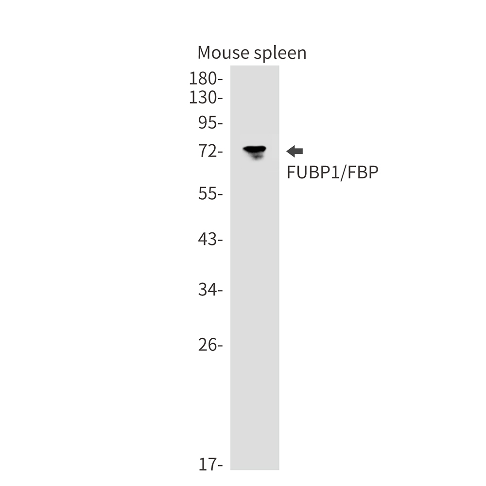 FUBP1 Rabbit mAb