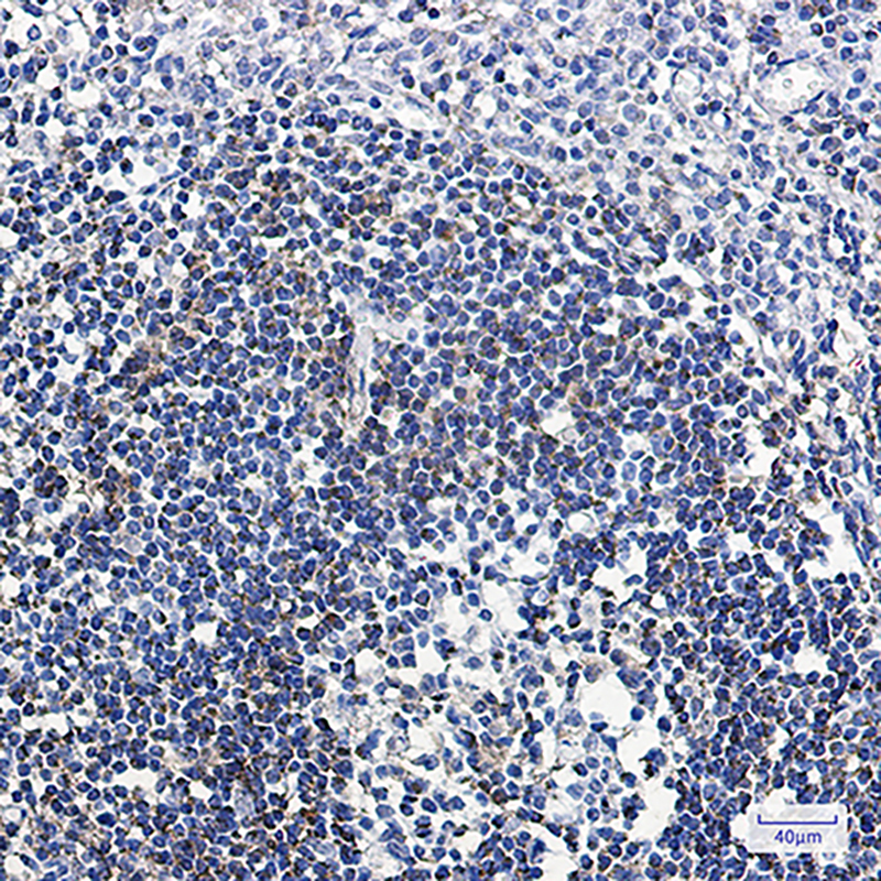 ABAT Rabbit mAb