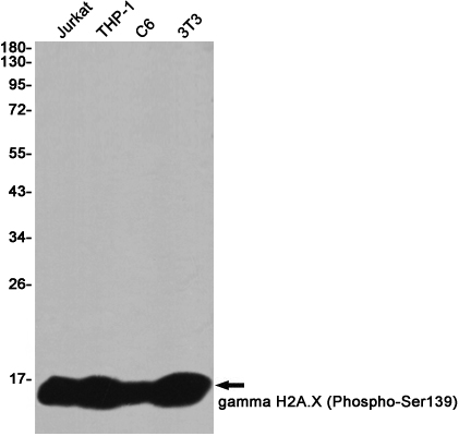 Phospho-Histone H2A.X (Ser139) Rabbit mAb