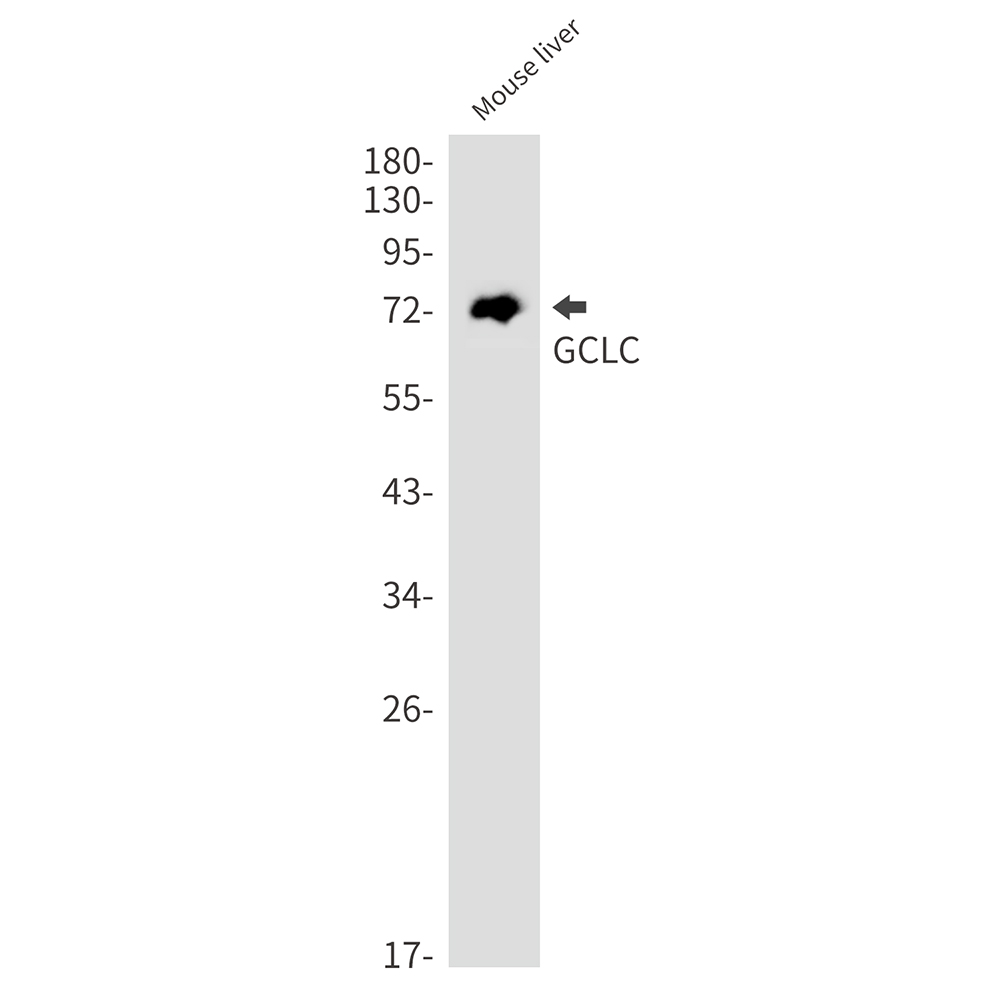 GCLC Rabbit mAb