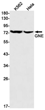 GNE Rabbit mAb