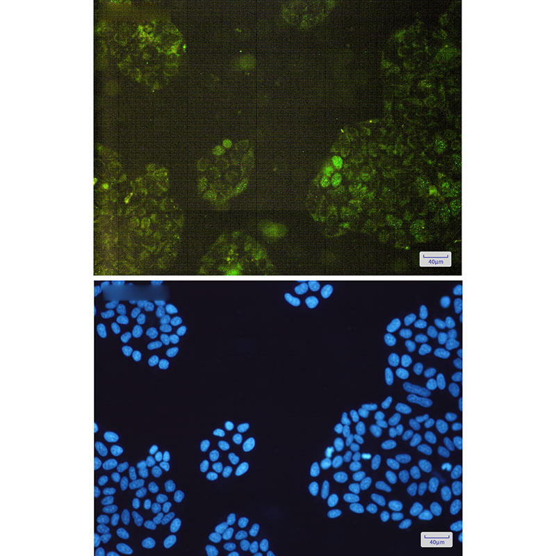 GSTK1 Rabbit mAb