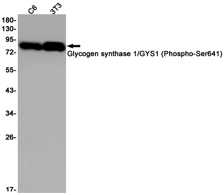 Phospho-Glycogen synthase (Ser641) Rabbit mAb