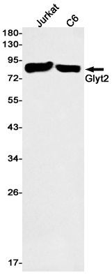 GlyT2 Rabbit mAb
