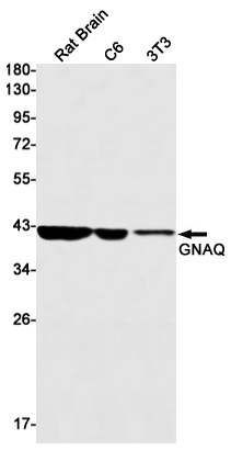 GNAQ Rabbit mAb
