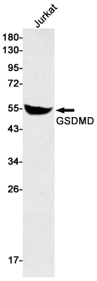 GSDMD Rabbit mAb
