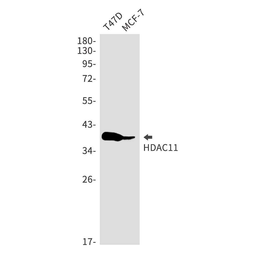 HDAC11 Rabbit mAb