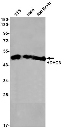 HDAC3 Rabbit mAb