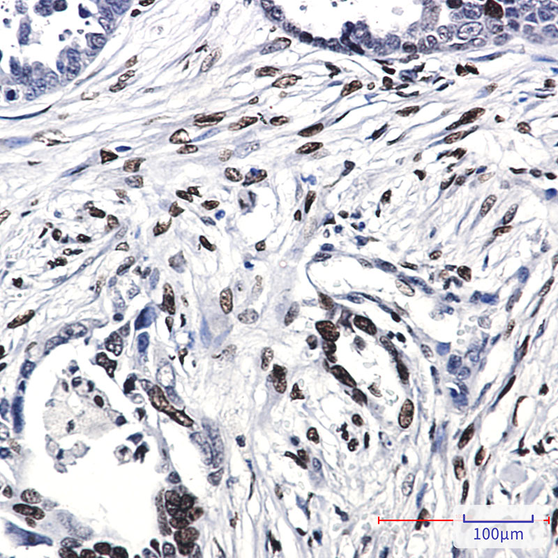 Histone H1.0 Rabbit mAb