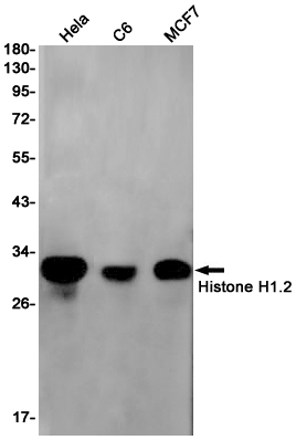 Histone H1.2 Rabbit mAb