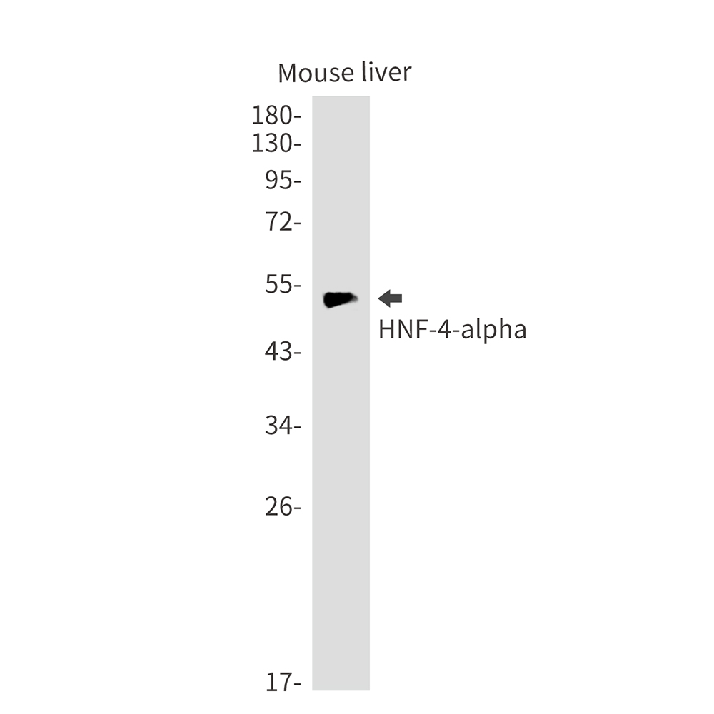HNF 4 alpha Rabbit mAb