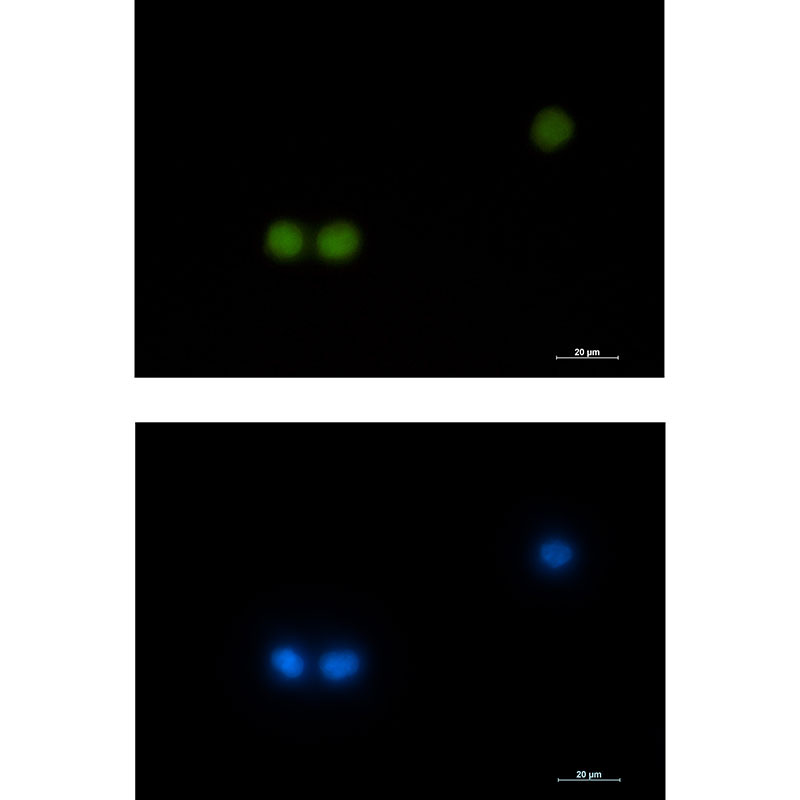 HOXB4 Rabbit mAb