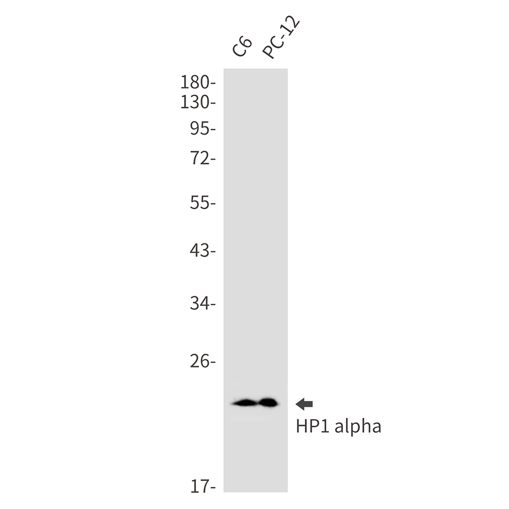 HP1 alpha Rabbit mAb