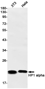 HP1 alpha Rabbit mAb