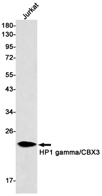 HP1 gamma Rabbit mAb
