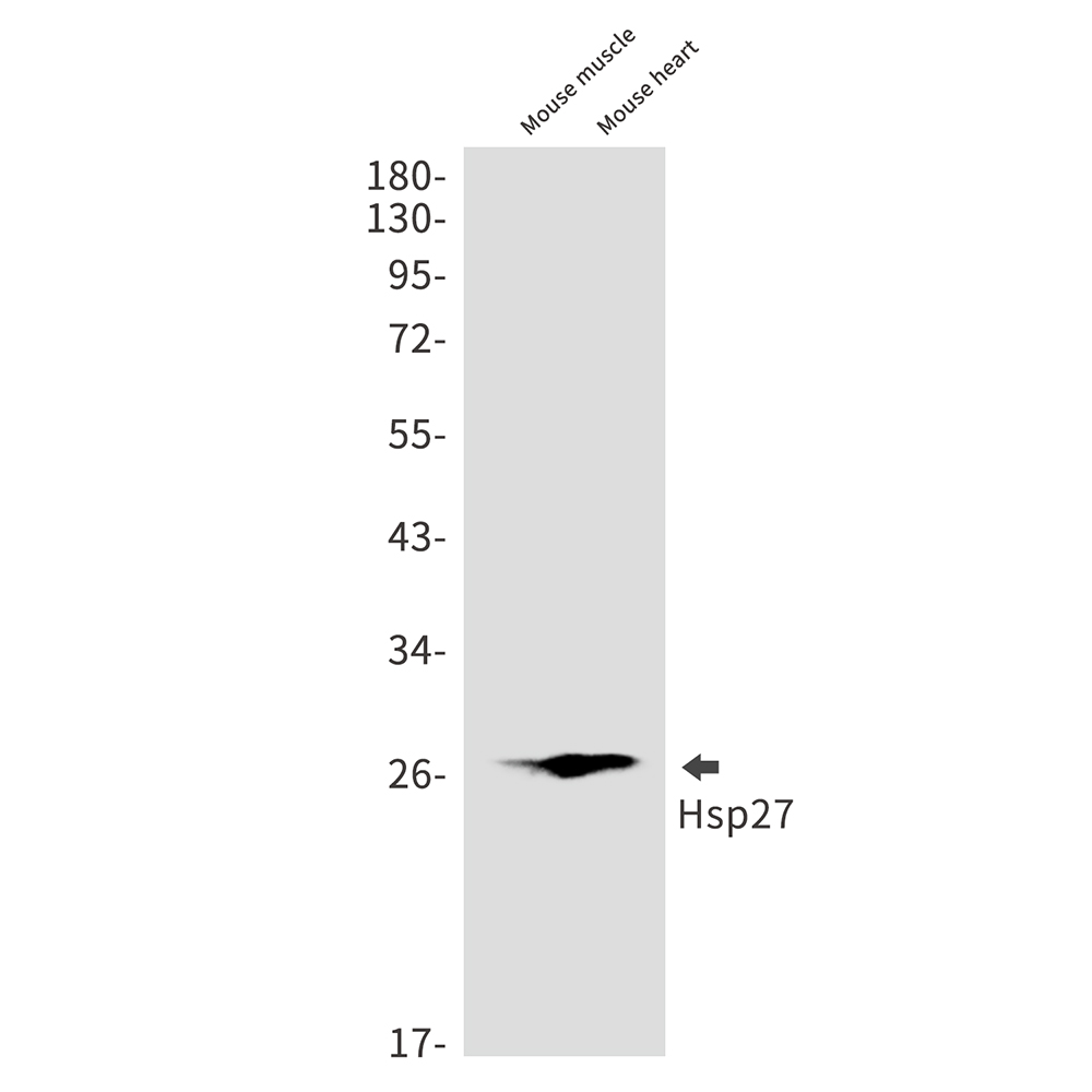 Hsp27 Rabbit mAb