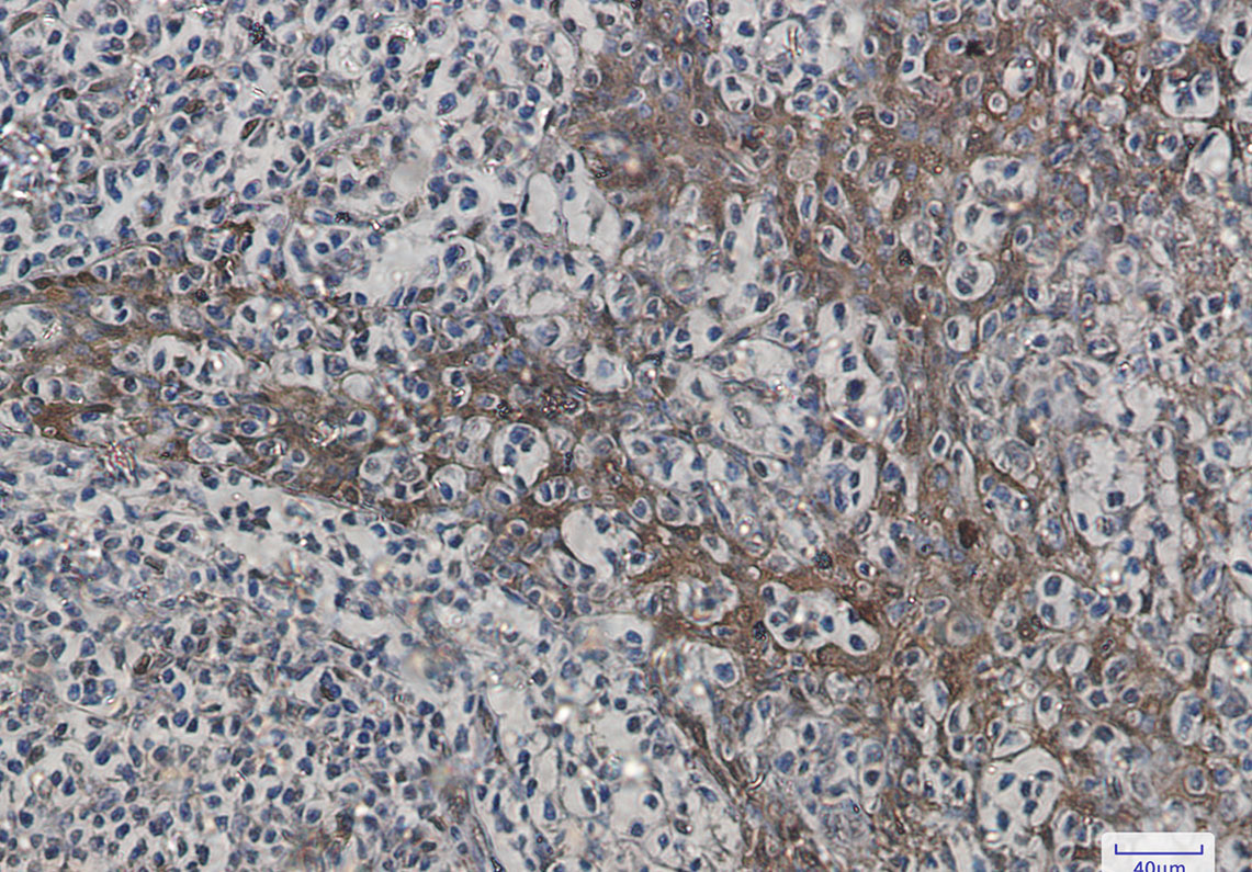 Hsp70 1B Rabbit mAb