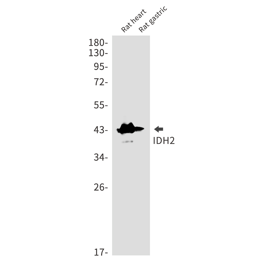 IDH2 Rabbit mAb