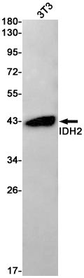 IDH2 Rabbit mAb