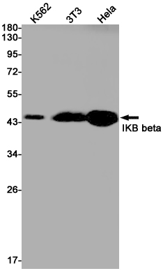 IKB beta Rabbit mAb