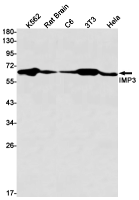 IMP3 Rabbit mAb