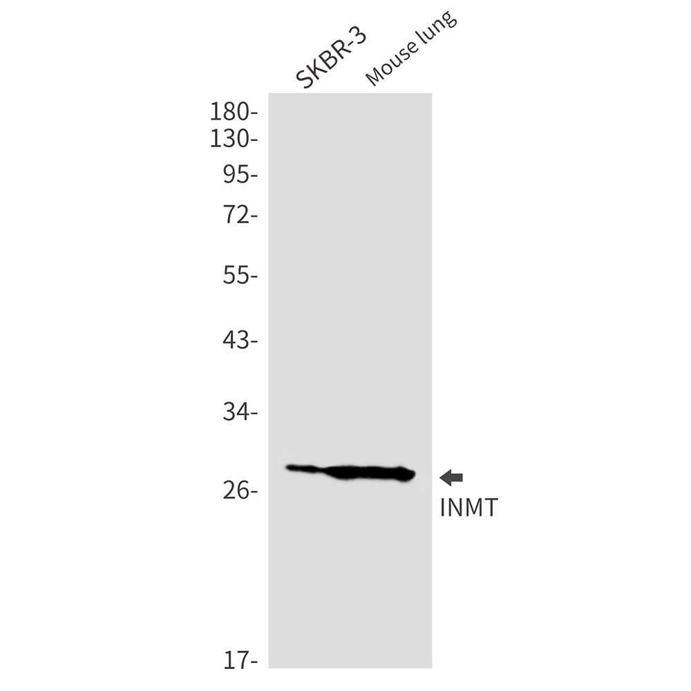INMT Rabbit mAb