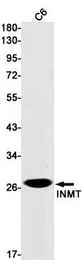 INMT Rabbit mAb