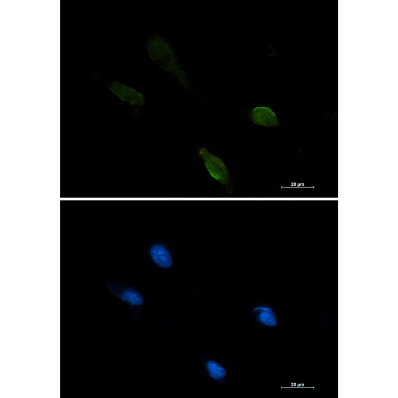 IRF1 Rabbit mAb