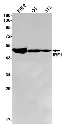 IRF1 Rabbit mAb