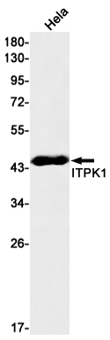 ITPK1 Rabbit mAb