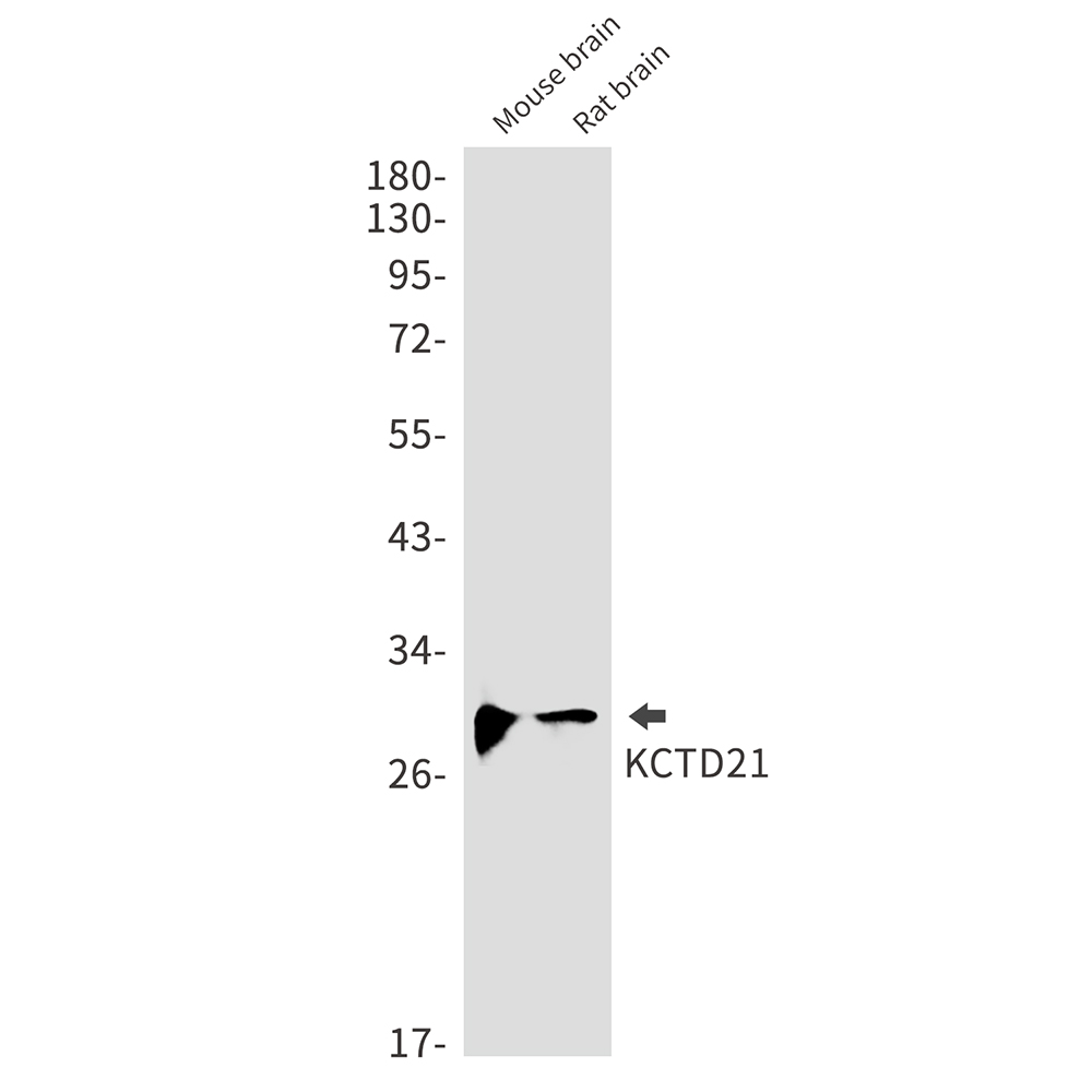 KCTD21 Rabbit mAb