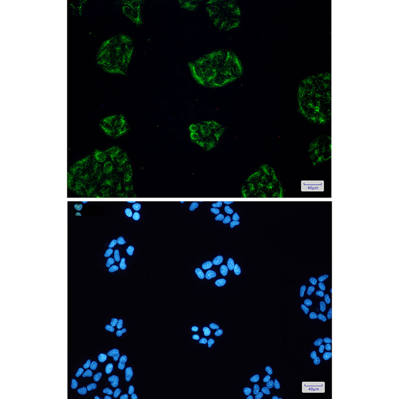 KCTD9 Rabbit mAb