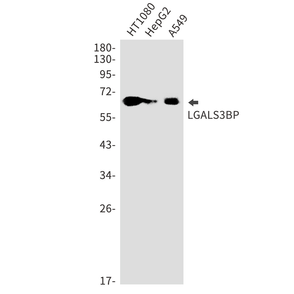 LGALS3BP Rabbit mAb