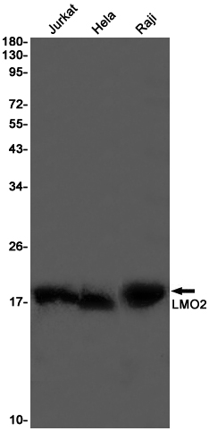 LMO2 Rabbit mAb