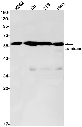 Lumican Rabbit mAb