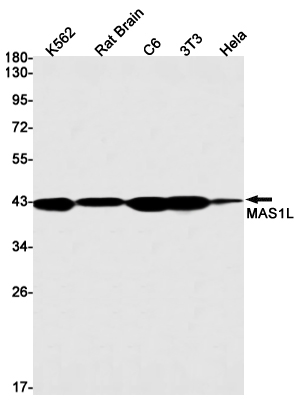 MAS1L Rabbit mAb