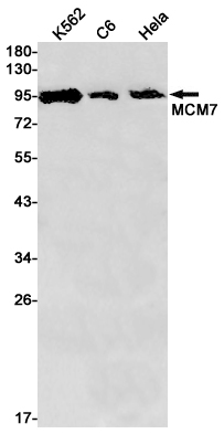 MCM7 Rabbit mAb