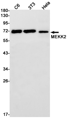 MEKK2 Rabbit mAb
