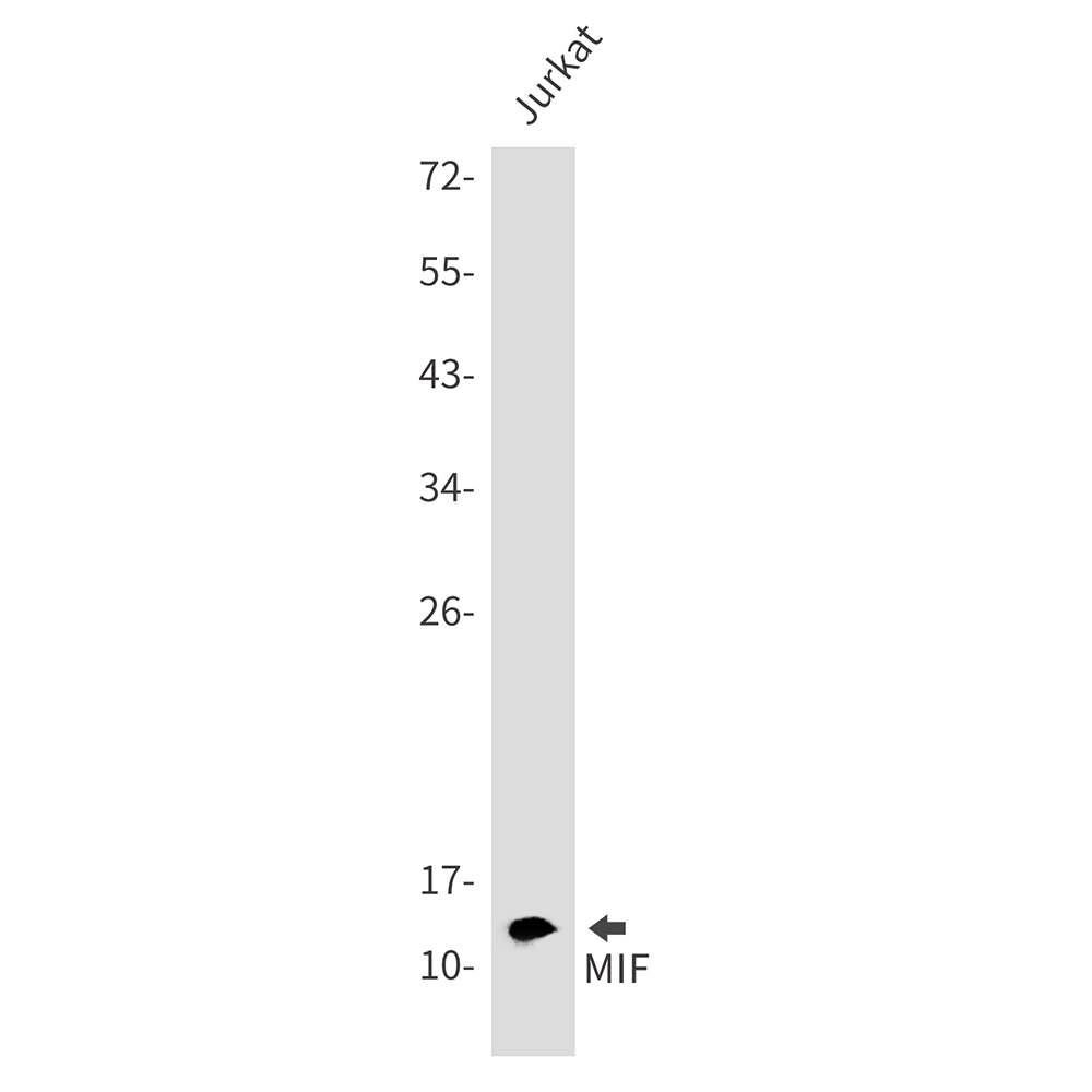 MIF Rabbit mAb