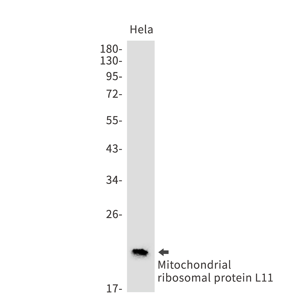 Mitochondrial Ribosomal Protein L11 Rabbit mAb