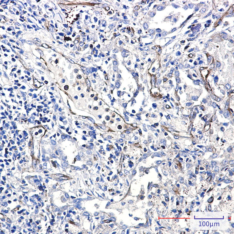 Moesin Rabbit mAb