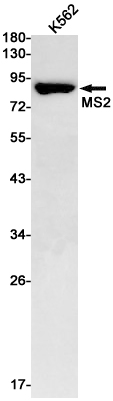 MS2 Rabbit mAb