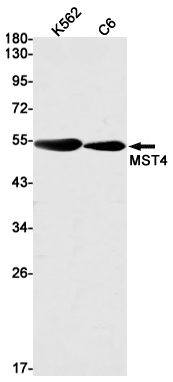 MST4 Rabbit mAb