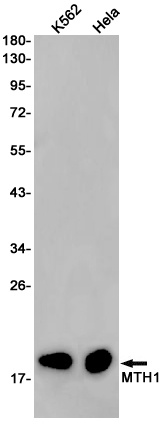 MTH1 Rabbit mAb