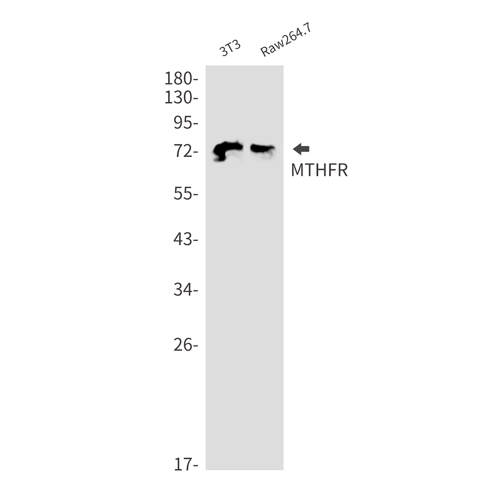 MTHFR Rabbit mAb